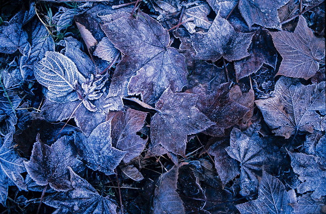 November leaves Nepal