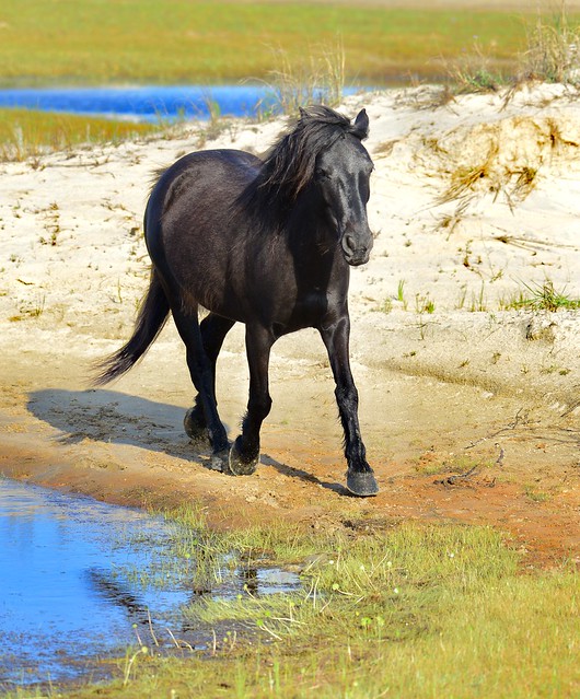 Outer Banks Wild Horse