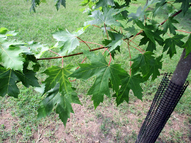 Close-Up of Lower Branch of Canadian Maple Tree