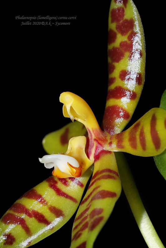 Phalaenopsis cornu-cervi (ex. lamelligera) 50098502627_15a60b95b9_c