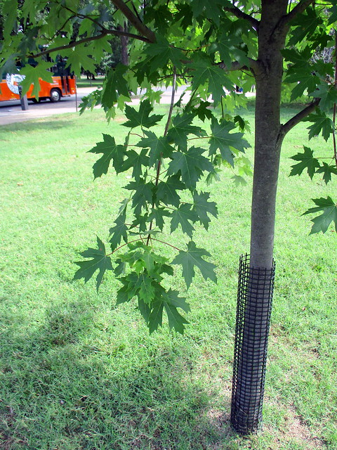 Lower Branch of Canadian Maple Tree