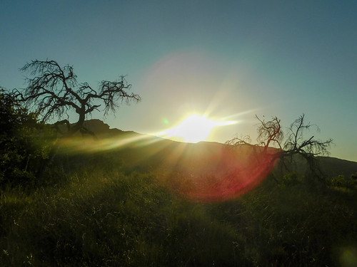 irvineranchnaturallands bakercanyon silverado california photo digital summer trees gnarled sunset