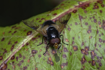 hoverfly (Volucella pellucens)