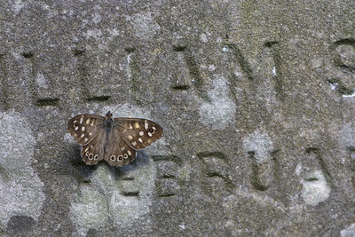 speckled wood (Pararge aegeria)