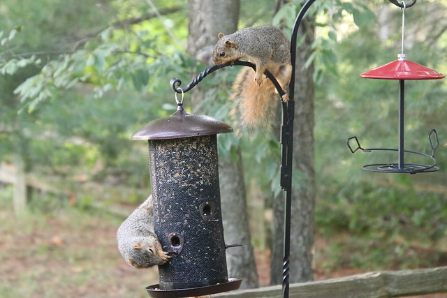 Backyard Red & Fox Squirrels (Ypsilanti, Michigan) - 192/2020 29/P365Year13 4412/P365all-time (July 10, 2020)
