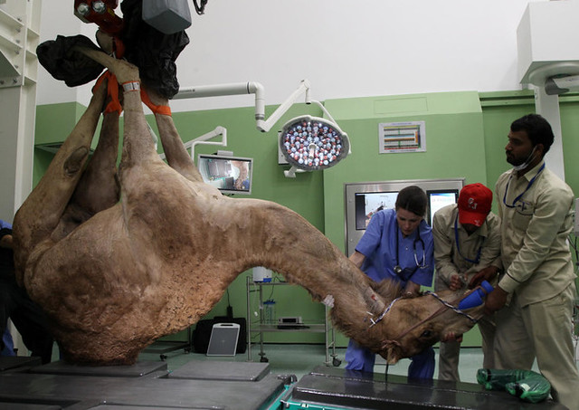 5676 Largest camel hospital in the world opens in Saudi Arabia 04