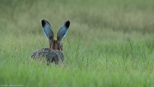 20pg1206 Brown Hare, Lepus europaeus