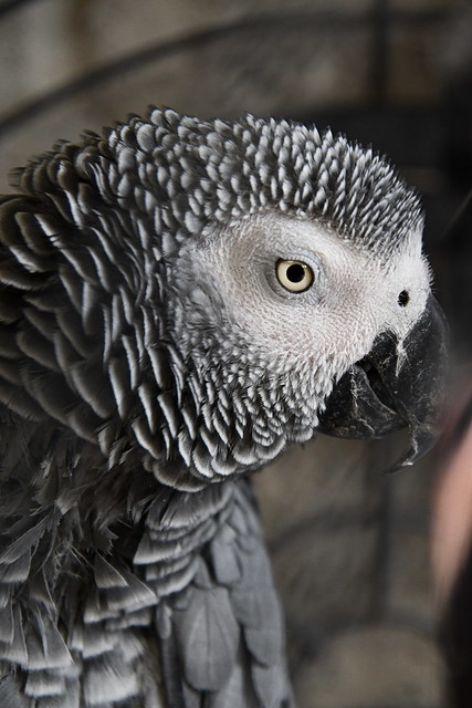 African Grey Macaw