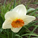 Lombard, IL, Lilacia Park, Remembering Spring, White Jonquil