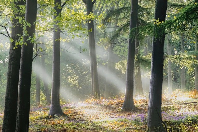 Shine a light into Ufton Woods