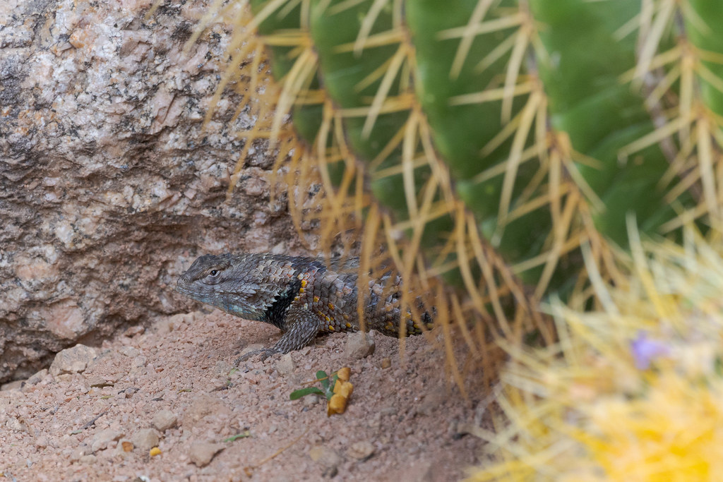A desert spiny lizard is partially seen behind a cactus as it sits near the entrance to its home in our front yard in Scottsdale, Arizona in June 2020