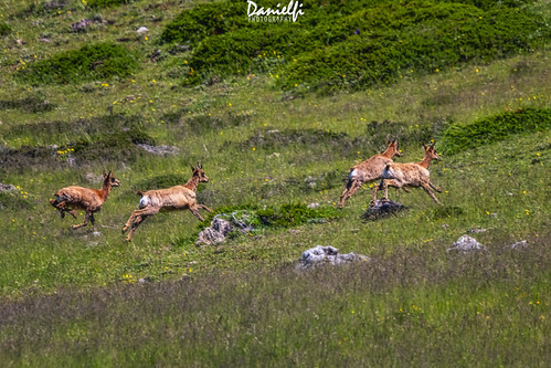 Trail runners | by danielfi