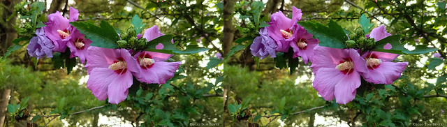 Hibiscus (Stereo)