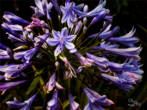 Image of some African Lilies