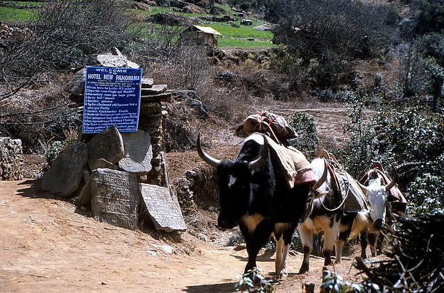 19890300 Nepal Sagarmatha National Park Tiere Menschen (1)