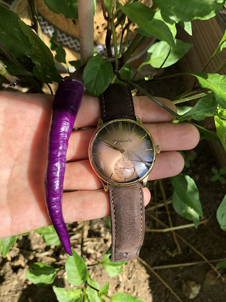 Dites-le avec des... légumes - Feu de montres potagères 50101319752_bf2ba48ee7_b