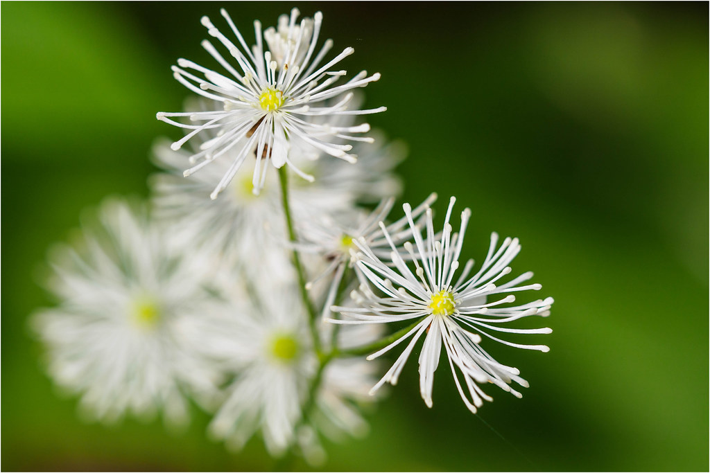 False Bugbane | Janet Shaw | Flickr