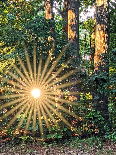 proverbs wisdom bible christianity religion sunset sunlight sun nature forest trees july virginia summer