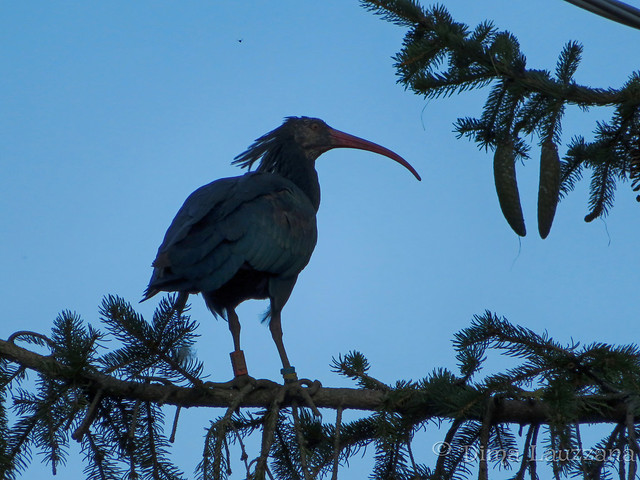 IMG_1400 Northern bald ibis on fir tree at dusk
