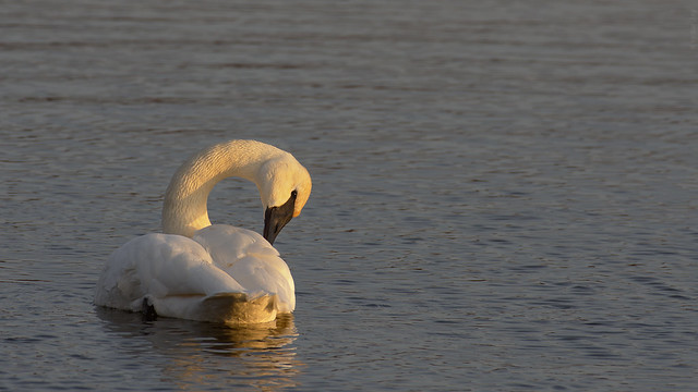 Trumpeter swan preening