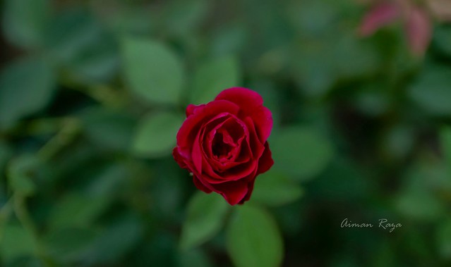 Let the beauty and fragrance of a rose touch your soul