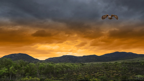 owl flying clouds sunset mountains trees santee sandiego california usa composite