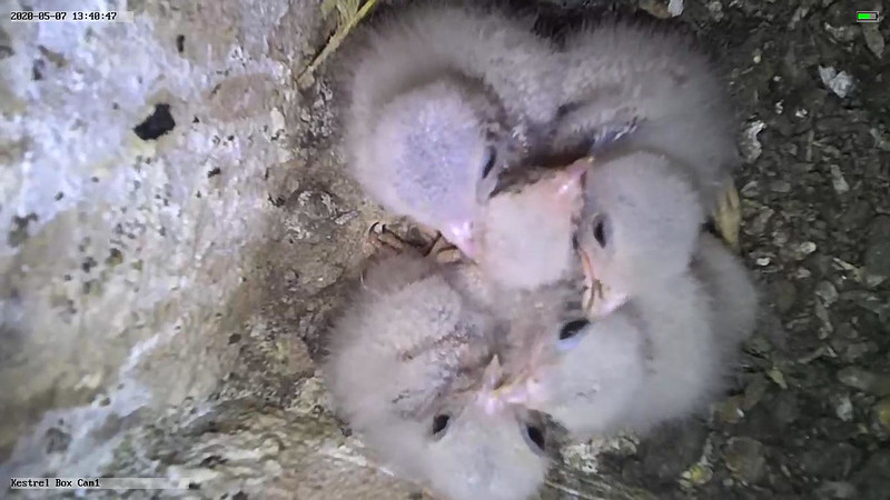 Young Kestrels in nesting box