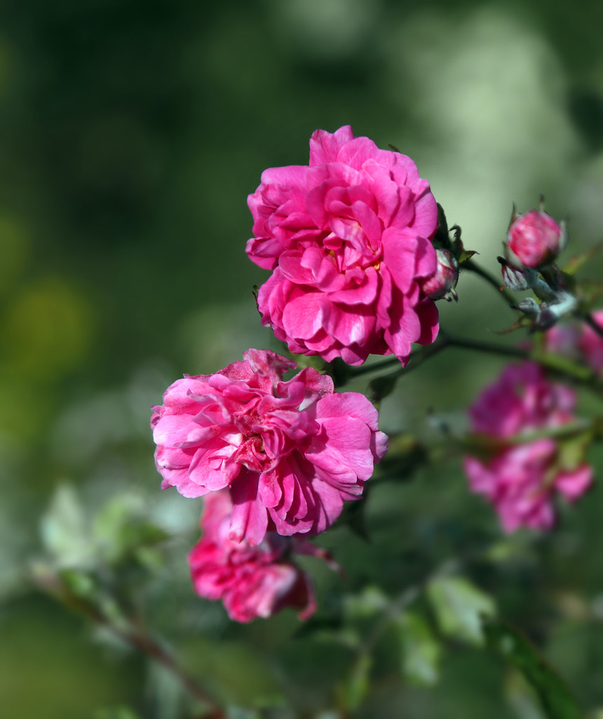 Kaman Roses Cambo | Roses | Frank Riddell | Flickr