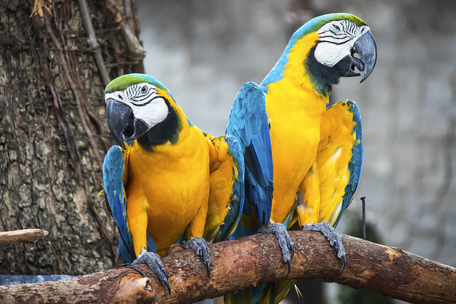 Blue and yellow macaw parrot