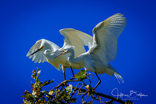 Pair of young snowy egrets-941614