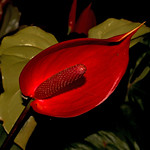 Anthurium or Red Peace Lily. #29/100. 100 x Flowers 2020