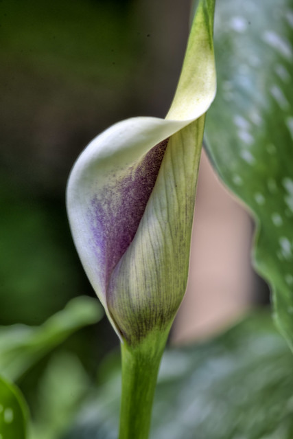 picasso Calla lily ready to bloom
