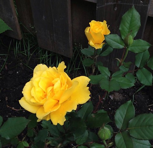 Carleton Place  - The yellow rose