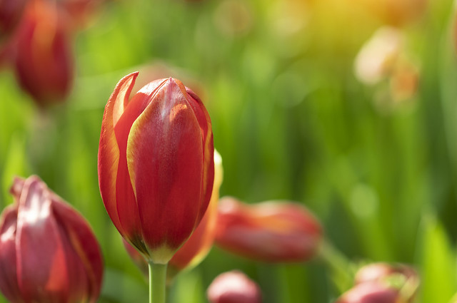 Orange tulips flower blooming blossom with sunshine morning in the botanic garden.