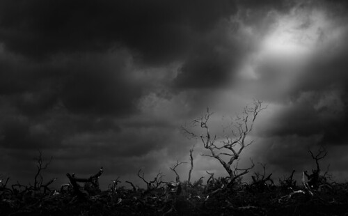 light shine shining sun landscape dead bleak gloom gloomy heath bare clouds cloud overcast blackandwhite blackwhite black white tree branches broken chosen composition monochrome moody mood atmosphere atmospheric heathland glow sky grey canon canon77d canoneos77d ef70200mmf4lusm dark lightroom newforest hampshire south nationalpark feeling wind windswept windy different cold shone shadow shade shades lonelytree reaching heavens passed photography photograph