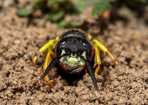 Beewolf | Beewolves , also known as bee-hunters or bee-kille… | Flickr