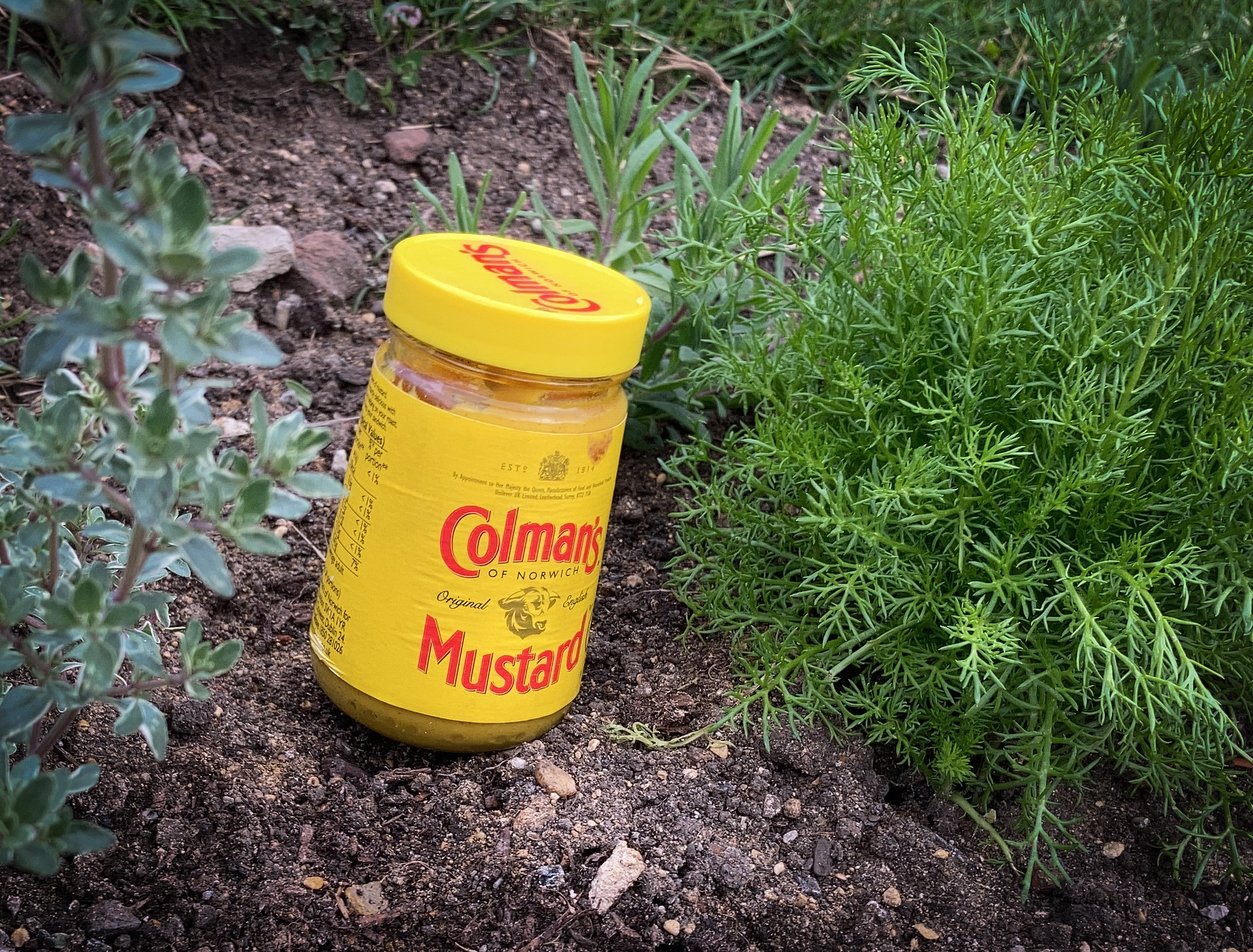 Mustard in the herb garden