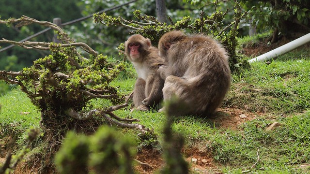 Wild macaques in fresh green