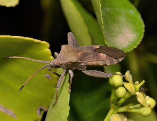 Sharp-shouldered bug - Mozena lunata | During the first quar… | Flickr