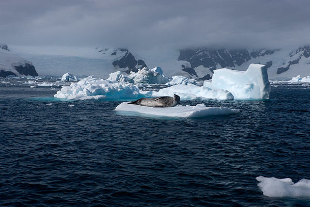 Leopard seal in Paradise Harbour