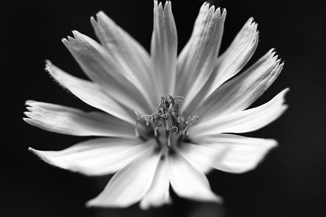 Blume / Flower