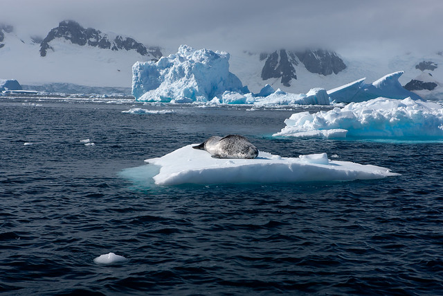 Leopard seal in Paradise Harbour