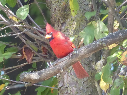 Backyard cardinal