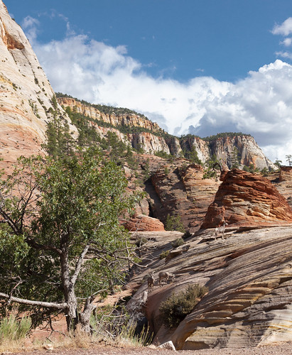 Zion National Park, Utah, on our Southwest roadtrip during Covid, July 2020 | by sofiliack