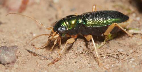 insect beetle coleoptera carabidae cicindelinae tetracha tetrachavirginica tigerbeetle virginiametallictigerbeetle northcarolina piedmont canonefs60mmf28macrousm inaturalist
