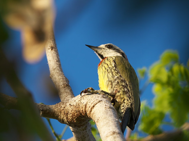 Cuban Green Woodpecker (Xiphidiopicus percussus)