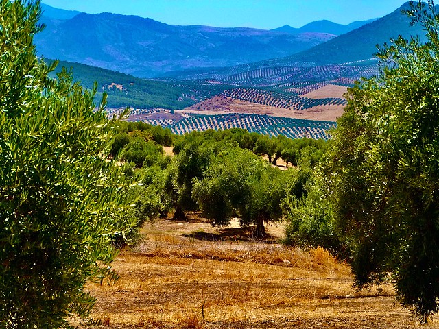 Olive fields in Spain.....