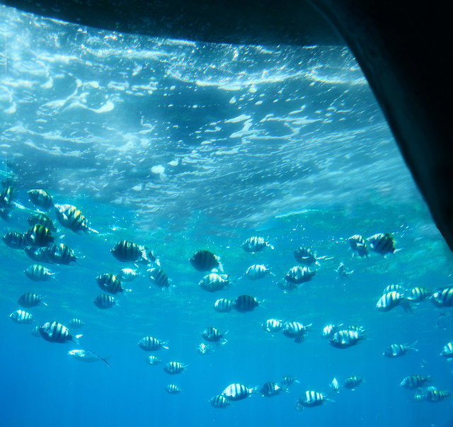 A submarine ride in the Caribbean, Roatán Island Honduras