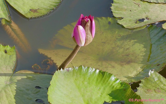 Lotus Flower, Paramaribo, Suriname