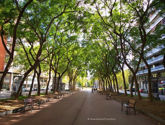 tree lined pedestrian walkway in Barcelona, Spain